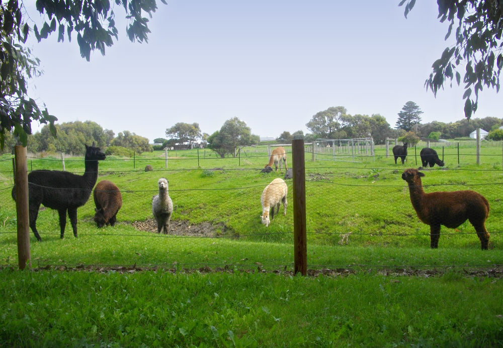Clonmara Country House And Cottages Port Fairy Extérieur photo